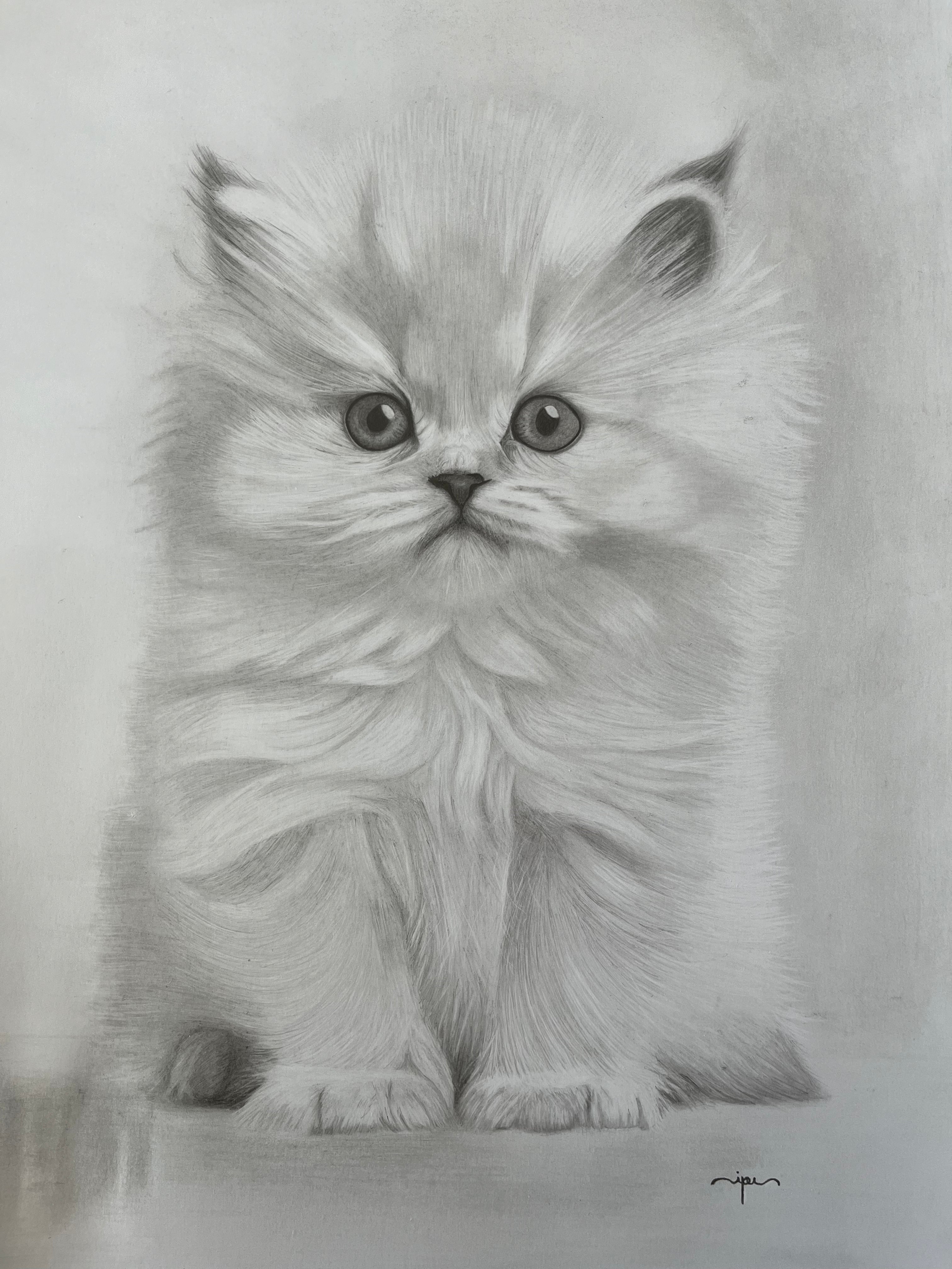 Gato Persa