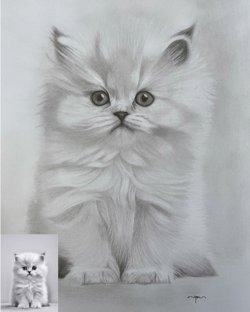 Gato Persa