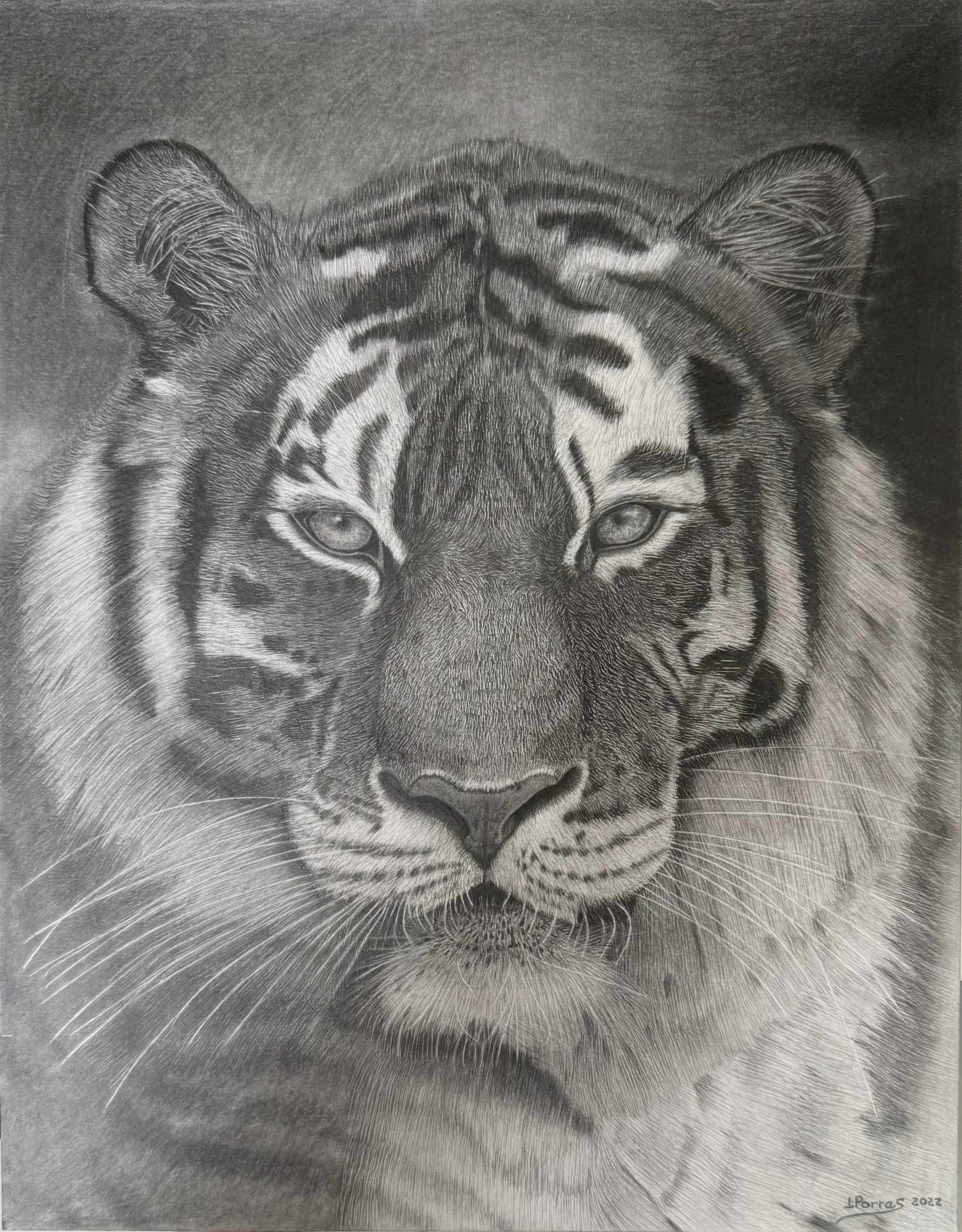 Tigre de bengala